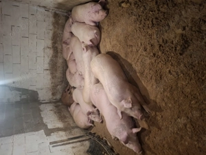 Porci la cel mai bun pret - imagine 4