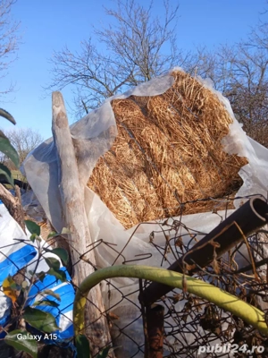 vand baloti  de lucernă    