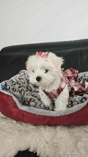 Bichoni maltezi mini toy 