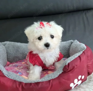 Bichoni maltezi mini toy  - imagine 2