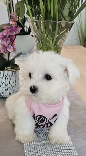 Bichoni maltezi mini toy  - imagine 4