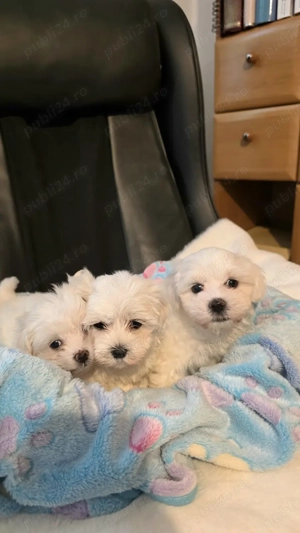 Bichoni maltezi mini toy  - imagine 5