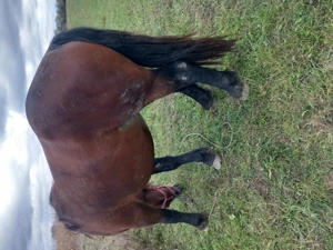 Cal de vânzare.. - imagine 2