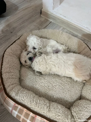 Vand catei bichon - imagine 4