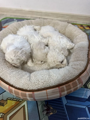 Vand catei bichon - imagine 3