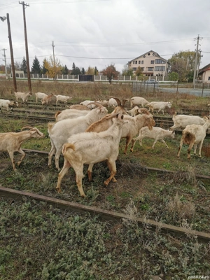 Țapi de vânzare  - imagine 4