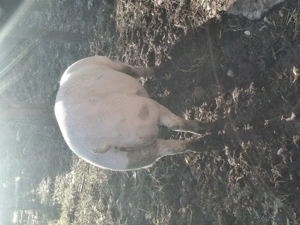 Porci 120,130,140,150 kg  - imagine 2