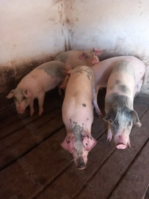 Vând porcii la 50 de kg din mascul landras