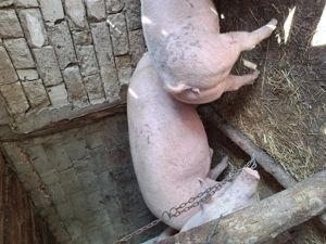 Porci 120,130,140,150 kg  - imagine 3