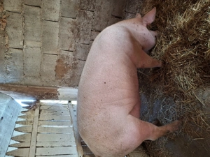 Porci 120,130,140,150 kg  - imagine 4