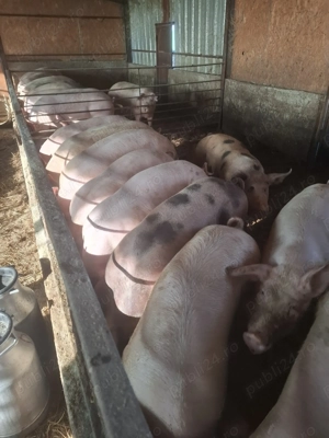 Porci de carne crescuți la țară 