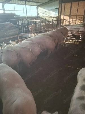 Porci de carne crescuți la țară  - imagine 2