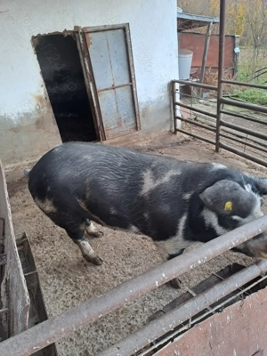 Vânzare porc în greutate de 200kg