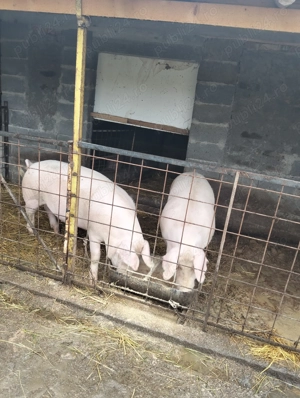 Vand porc de carne! - imagine 2