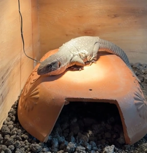 varan de savana - imagine 2