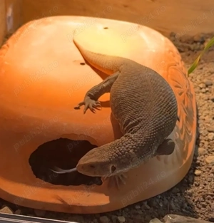 varan de savana - imagine 3