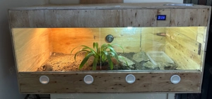 varan de savana - imagine 4