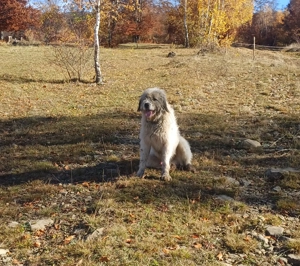 Vând câine ciobănesc mioritic  - imagine 2