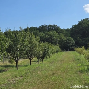 vand livada nuci si pomi fructiferi - imagine 4