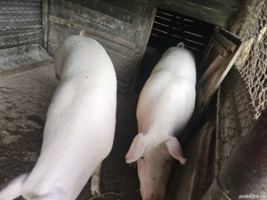 porci de vânzare  - imagine 2