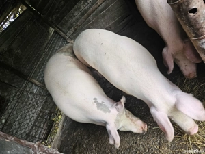 porci de vânzare 