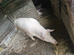 porci de vânzare  - imagine 4
