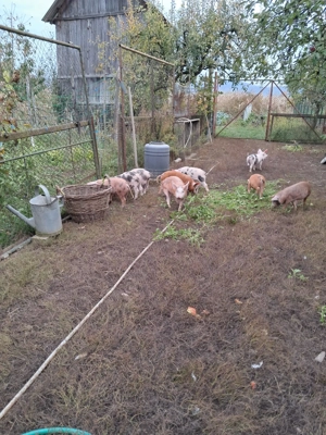 Vand purcei 11 saptamani