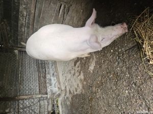 porci de vânzare  - imagine 3