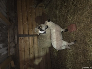 miei berbecuți  - imagine 2