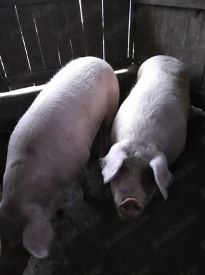 De vanzare  - imagine 2