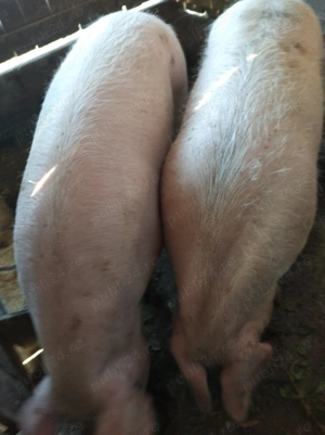 De vanzare  - imagine 4