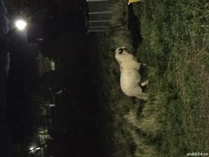 miei berbecuți  - imagine 3