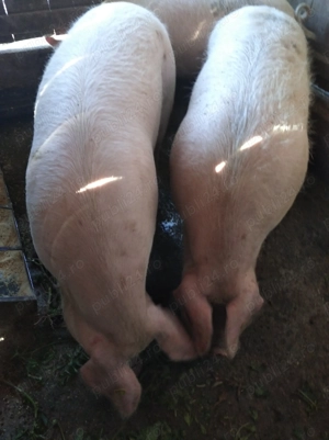 De vanzare  - imagine 3