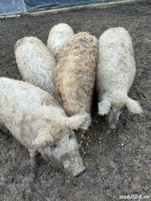 Porci Mangalita Blond Original