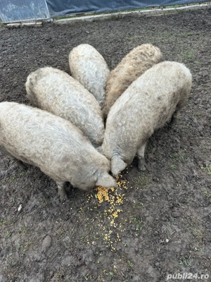 Porci Mangalita Blond Original