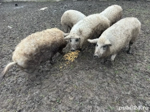 Porci Mangalita Blond Original