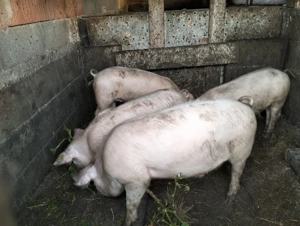 Vănd Şoldani si Purcei,Castrati și Deparazitați  - imagine 2