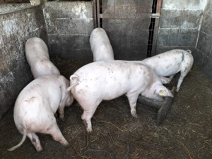 Vănd Şoldani si Purcei,Castrati și Deparazitați  - imagine 3