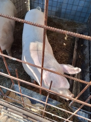 Vând porc  - imagine 2