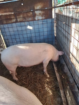 Vând porc  - imagine 3