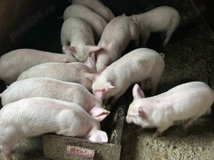 Purcei caută alt stăpân Moinești 