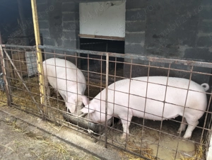 Vand porc de carne! - imagine 6