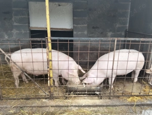 Vand porc de carne! - imagine 5