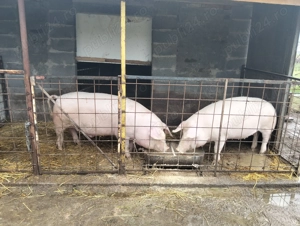 Vand porc de carne! - imagine 7