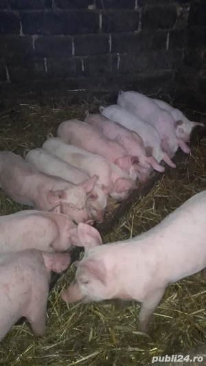 Purcei  de vânzare 