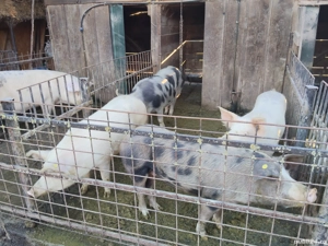 Vand porci - imagine 2