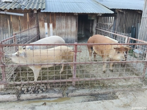 Vand porci - imagine 3