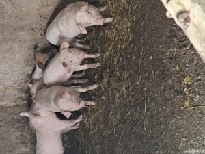 Sant gata de plecare castrații si deparalizații petrean cu landras