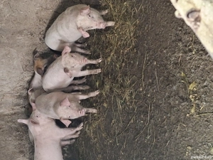 Sant gata de plecare castrații si deparalizații petrean cu landras - imagine 2