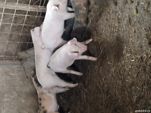 Sant gata de plecare castrații si deparalizații petrean cu landras - imagine 3